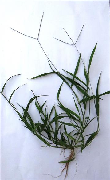 Digitaria bicornis